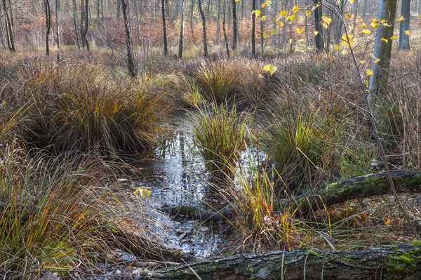 Wetlands in a collapse sinkhole