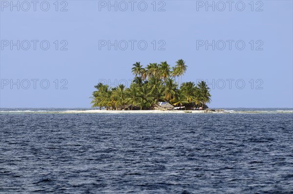 Lonely island with palm trees