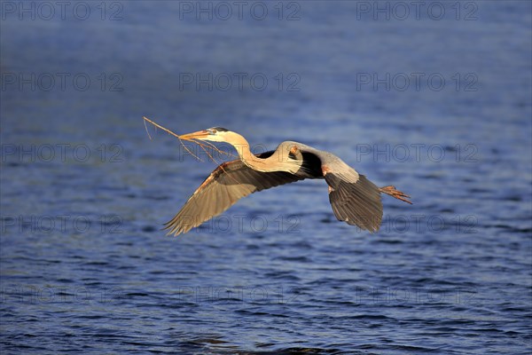 Great Blue Heron (Ardea herodias)