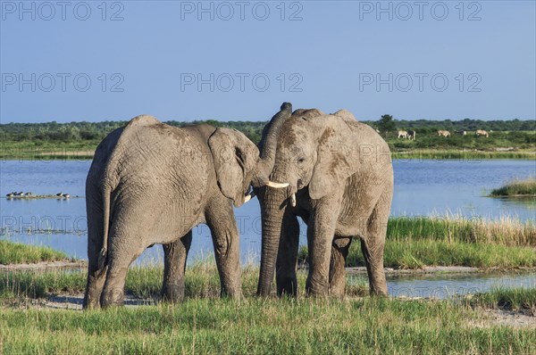 African elephants (Loxodonta africana) playfighting at the Namutoni water hole