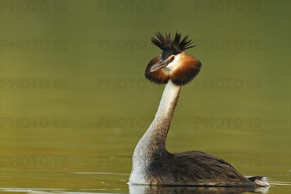 Great Crested Grebe (Podiceps cristatus)