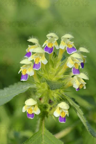 Edmonton Hempnettle or Large-flowered Hemp-nettle (Galeopsis speciosa)