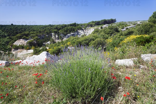 Landscape with flowering lavender