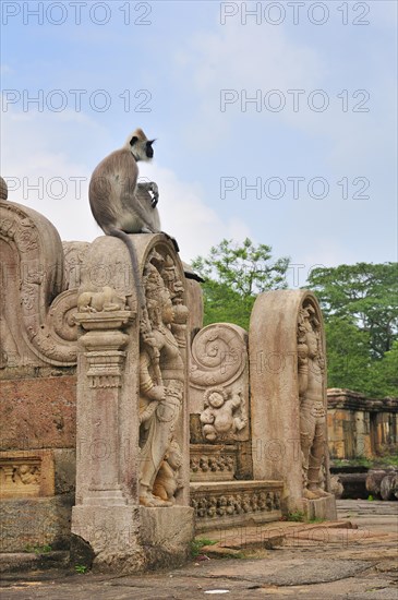 Toque Macaque (Macaca sinica) at the stairs to the round reliquary house of Vatadage