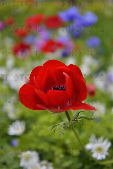 Poppy Anemone or Spanish Marigold (Anemone coronaria)