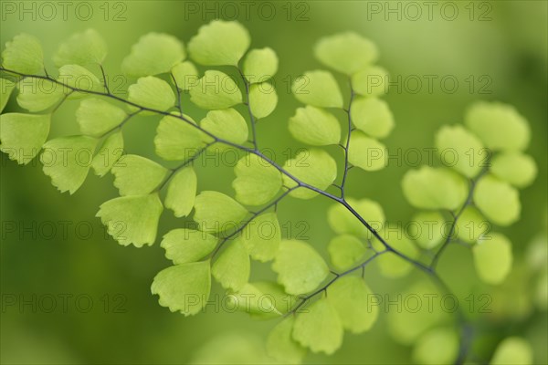 Maidenhair fern (Adiantum venustum)