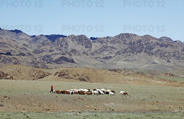 Nomad woman with a herd of Cashmere Goats (Capra hircus laniger)