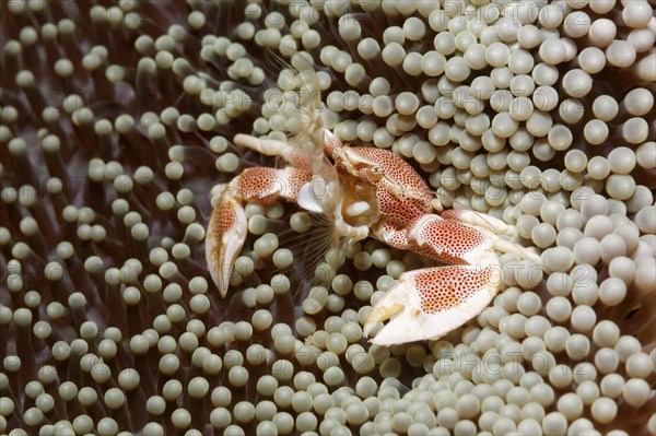 Porcelain Crab (Neopetrolisthes oshimai)