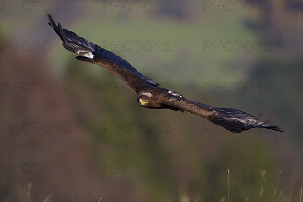 Steppe Eagle (Aquila nipalensis) in flight