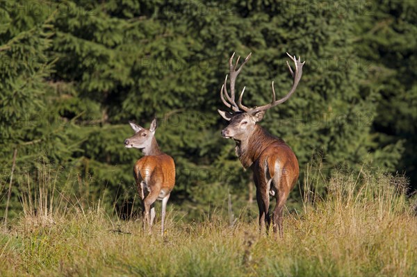 Red deer (Cervus elaphus)