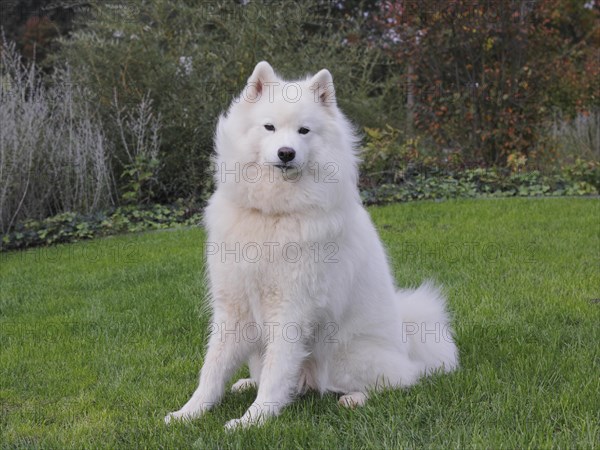 Samoyed dog sitting on grass