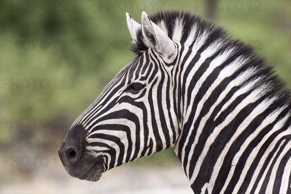 Plains Zebra (Equus quagga)