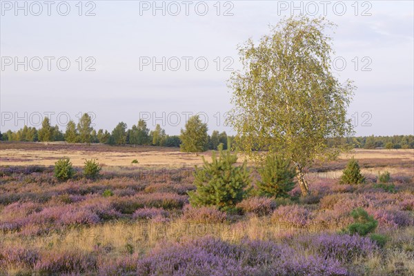 Open heath with birch (Betula sp.)