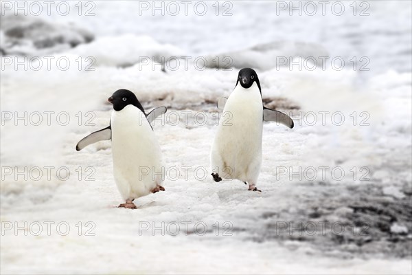 Adelie Penguins (Pygoscelis adeliae)