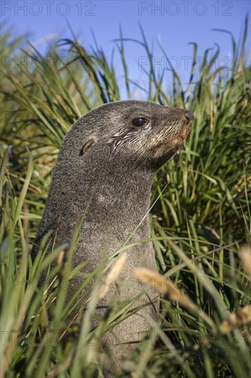 Antarctic Fur Seal (Arctocephalus gazella) in high tussock grass