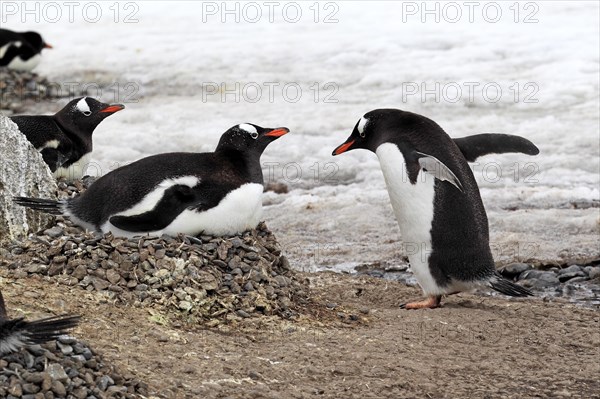 Gentoo Penguins (Pygoscelis papua)