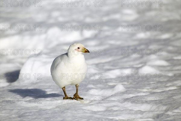 Snowy Sheathbill (Chionis alba)