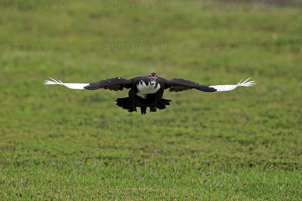 Muscovy Duck (Cairina moschata)