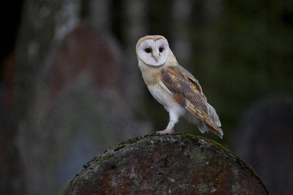 Barn Owl (Tyto alba) on a grave stone