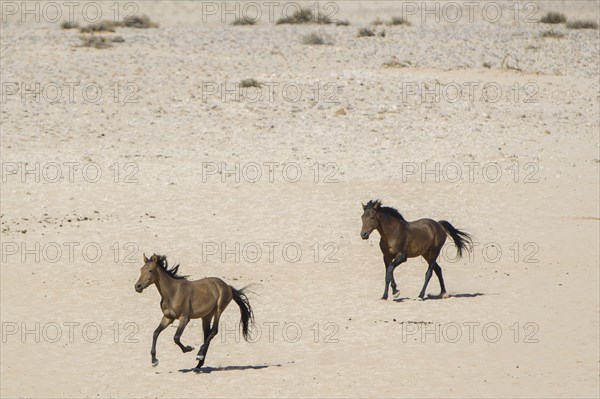 Wild horses in the Namib Desert