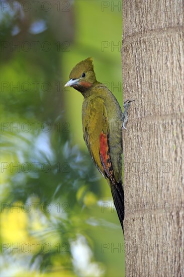 Greater Yellownape (Picus flavinucha)