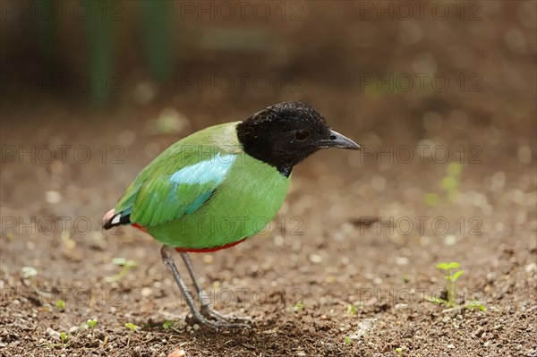 Hooded Pitta (Pitta sordida mulleri)