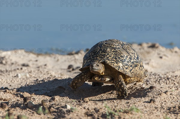 Leopard Tortoise (Geochelone pardalis)