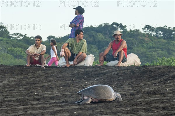 Turtle egg collectors on the beach waiting for the arrival of Olive Ridley Sea Turtles (Lepidochelys olivacea)