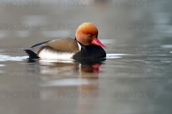 Red-crested Pochard (Netta rufina)