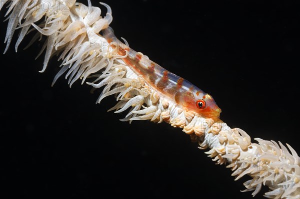 Wire Coral Goby (Bryaniops youngei)