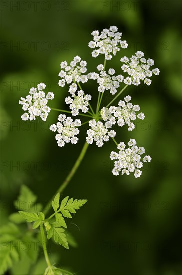 Rough Chervil (Chaerophyllum temulum)