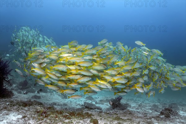 A shoal of Bigeye snappers (Lutjanus lutjanus)