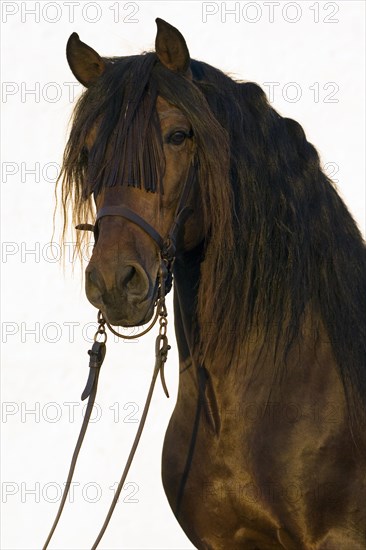 Andalusian Horse