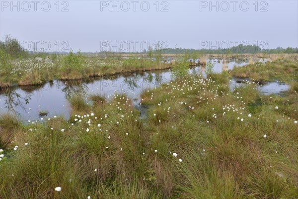 Spring morning in the Hahnenmoor nature reserve