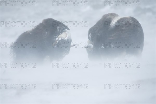 Two Musk Oxen or Muskoxen (Ovibos moschatus)