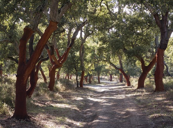 Recently stripped Cork Oaks (Quercus suber) and track in the Sierra de Grazalema