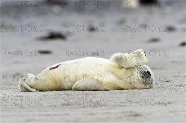 Grey Seal (Halichoerus grypus) on the beach