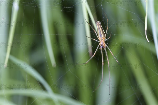 Longjawed Orbweaver (Tetragnatha extensa) in the spiderweb