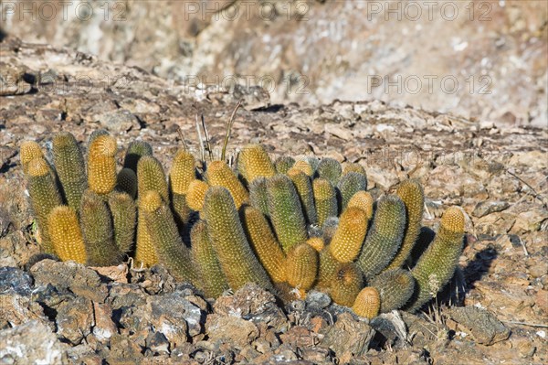 Lava Cactuses (Brachycereus nesioticus)