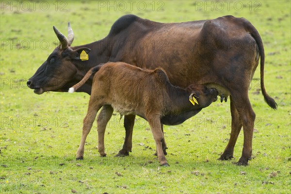 Dwarf Zebus (Bos taurus indicus)