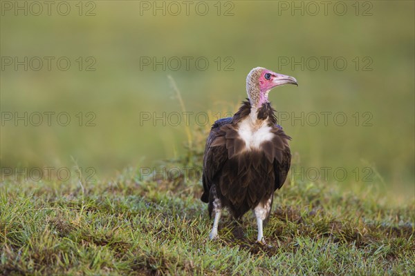 Hooded Vulture (Necrosyrtes monachus)