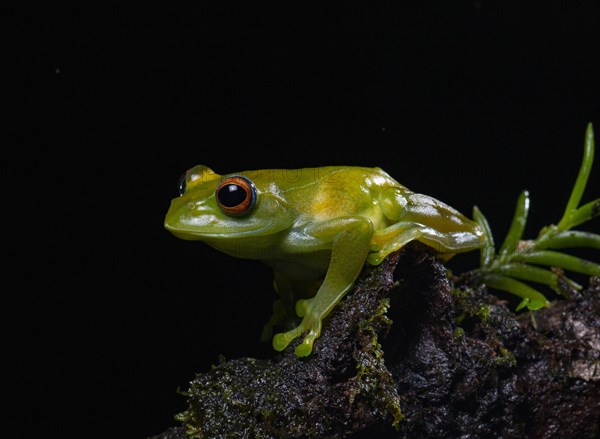 Ankafana Bright-eyed Frog (Boophis luteus)