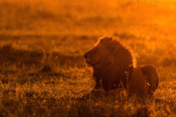 African lion (Panthera leo)