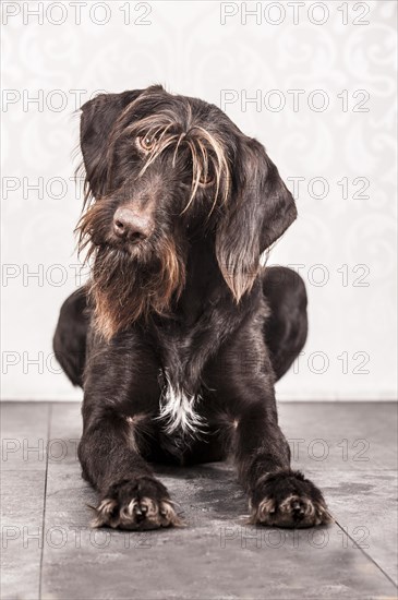 Sitting German Wirehaired Pointer