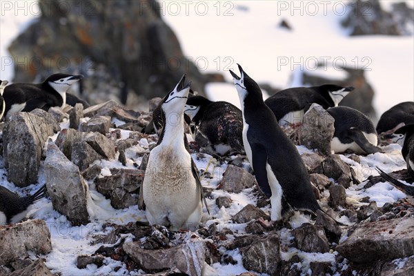 Chinstrap penguins (Pygoscelis antarctica)