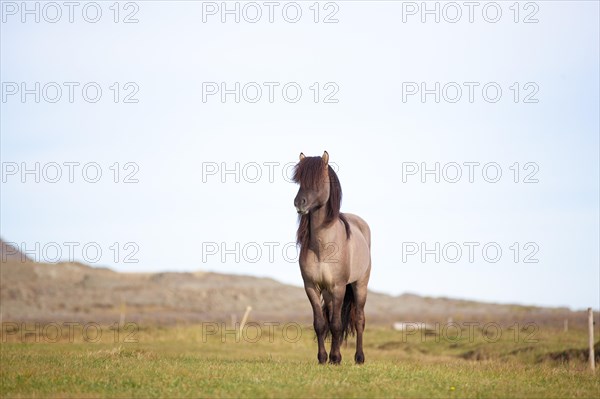 Icelandic Horse