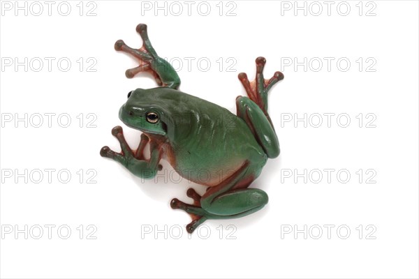 Dainty Green Tree Frog (Litoria gracilenta)