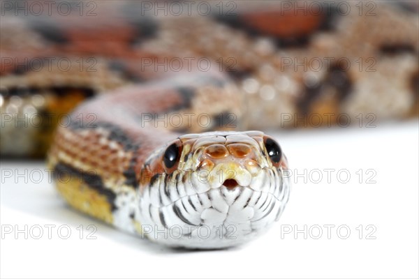 Red Cornsnake (Pantherophis guttatus)