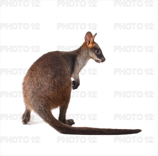 Swamp Wallaby (Wallabia bicolor)