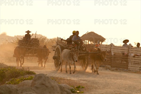 Farmhands travelling on two oxcarts on their way home